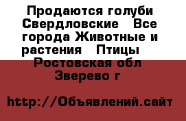 Продаются голуби Свердловские - Все города Животные и растения » Птицы   . Ростовская обл.,Зверево г.